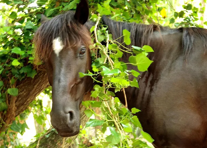 ベッド・アンド・ブレックファスト De Charme De Croccano